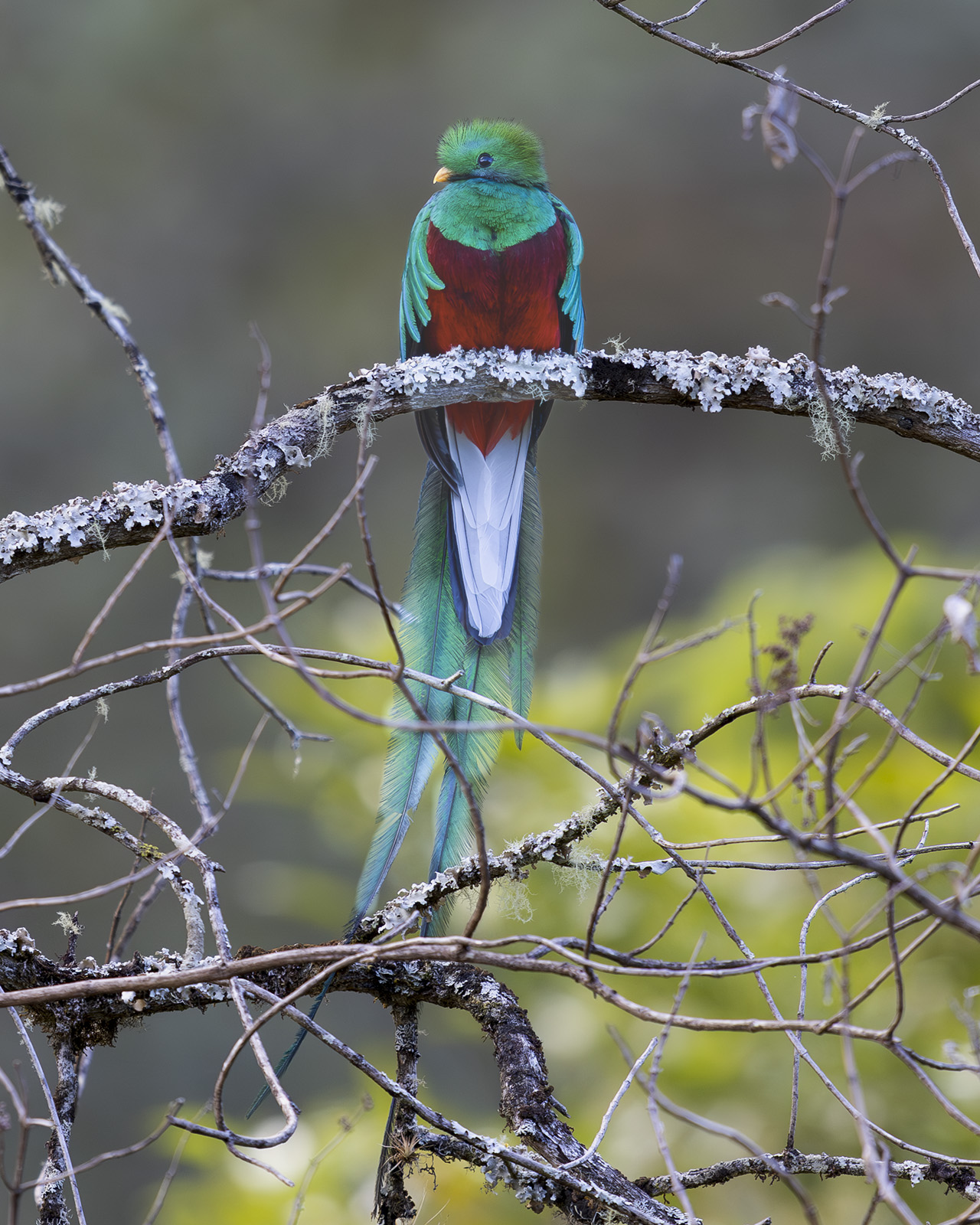 Resplendant Quetzal