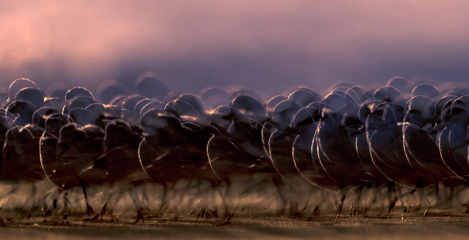 Dawn Ballet — Sanderlings in multiple exposure at king tide