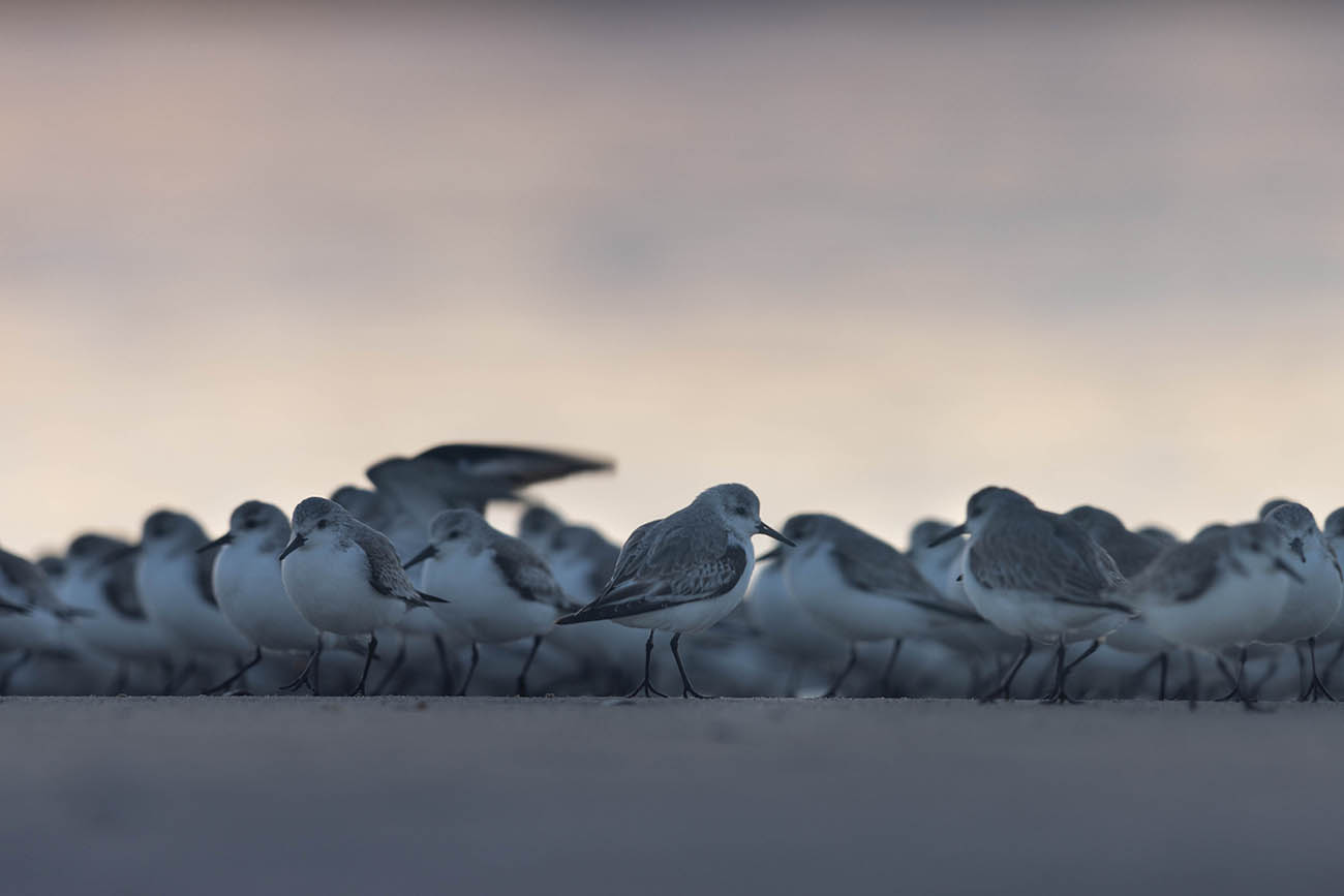 Sanderling flock