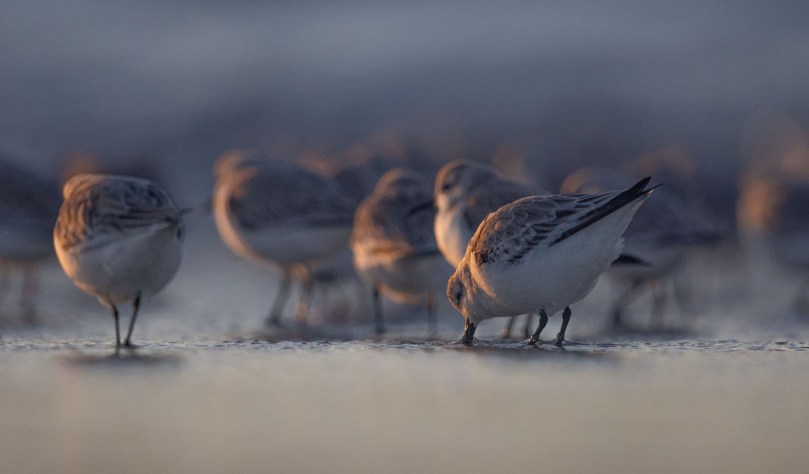 Sanderling flock