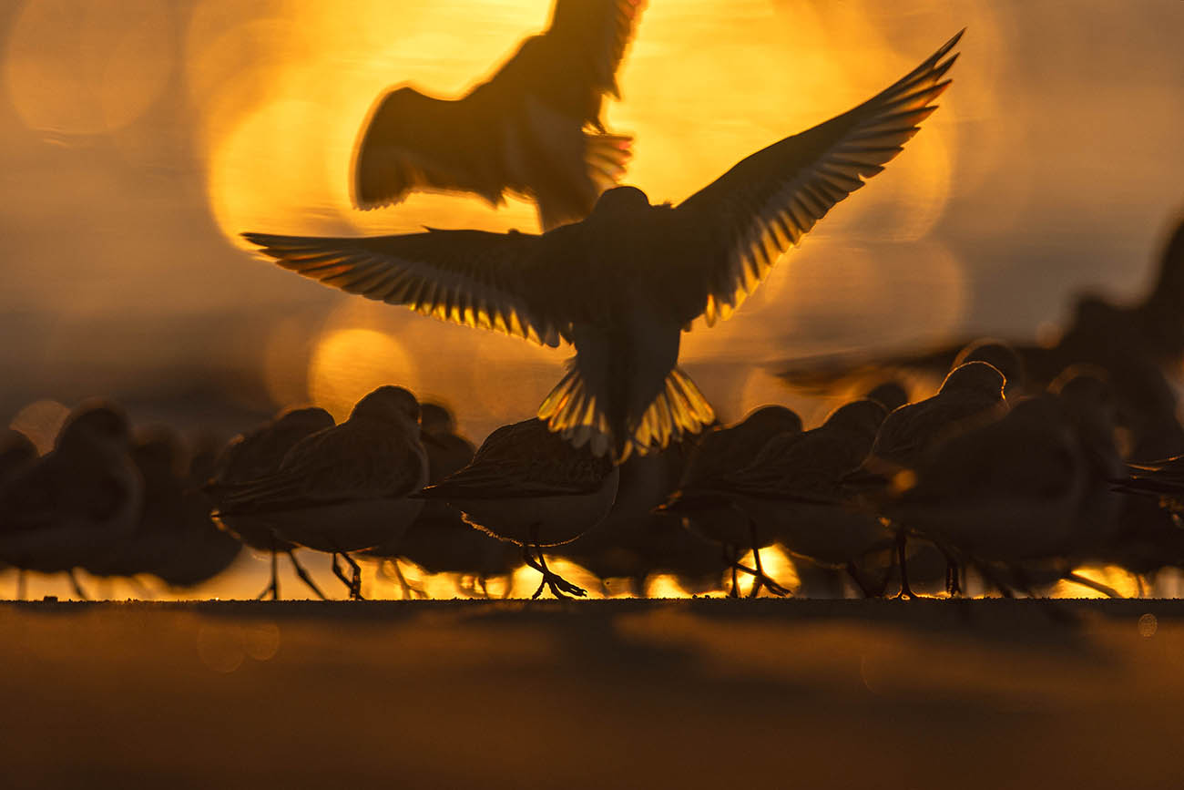 Sanderling flock