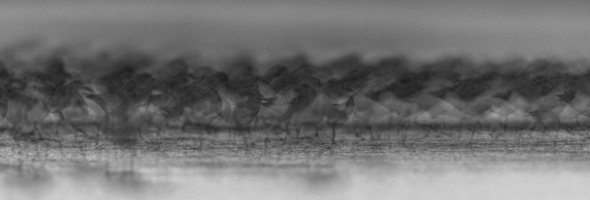 Sanderling flock